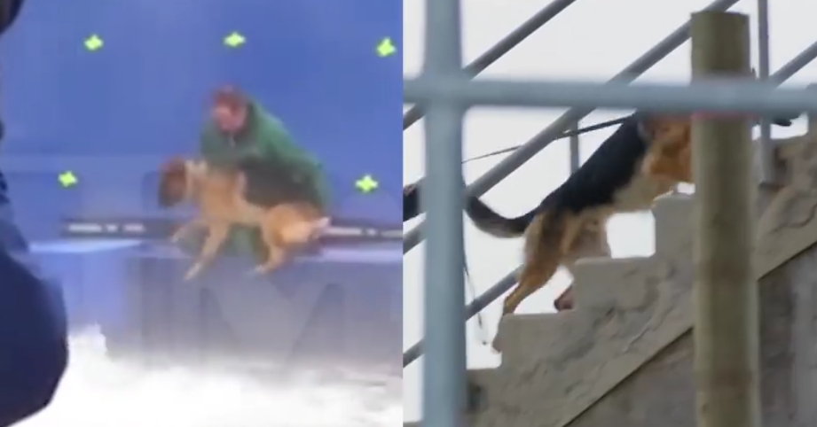 Captura del vídeo difundido por PETA en el que se ve a un entrenador empujar a un aterrado perro a unas aguas turbulentas. 
