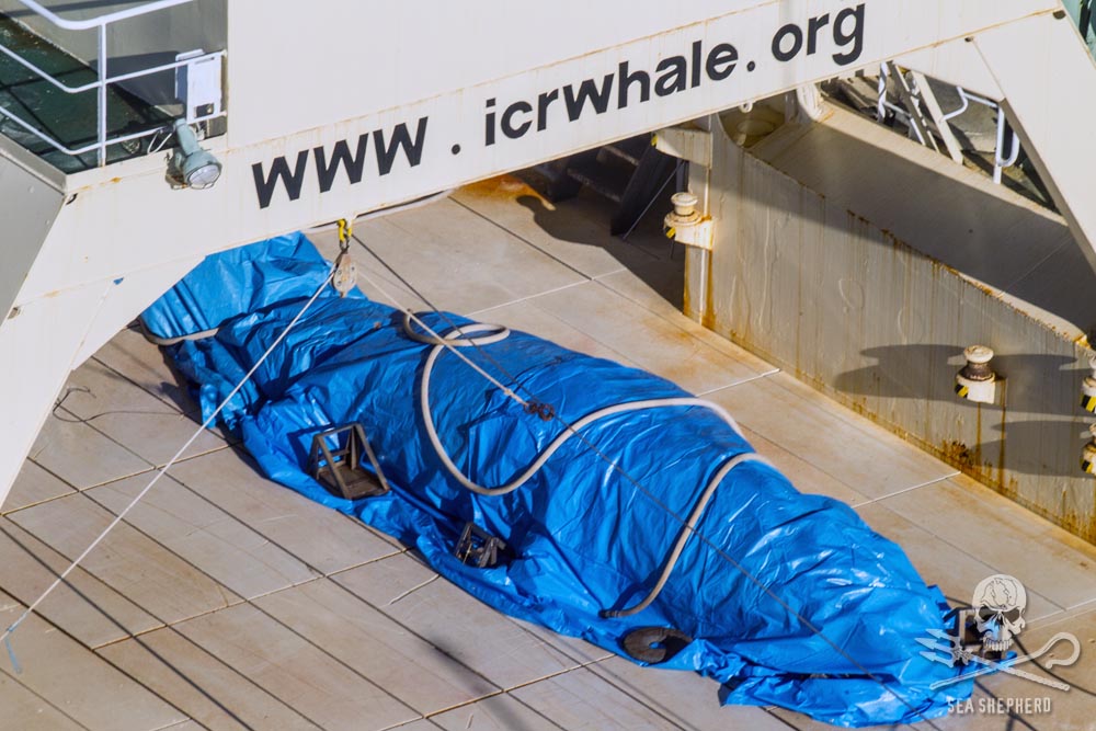 La tripulación corrió a ocultar la ballena para evitar la captura de evidencias. 