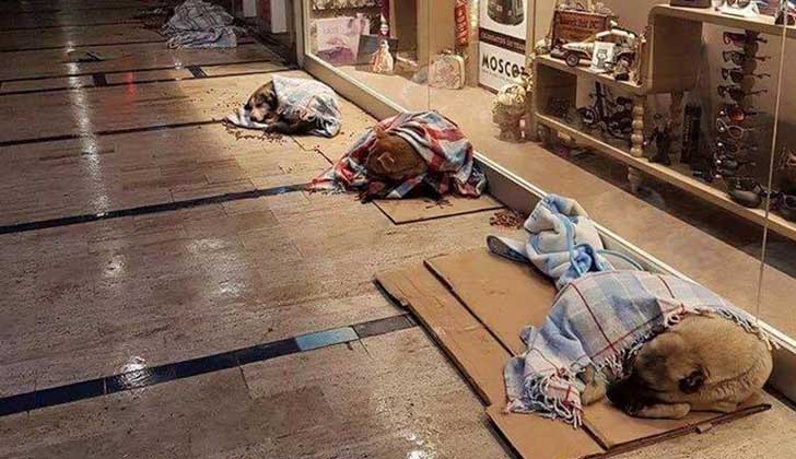 Ante la ola de frío, centro comercial de Estambul da refugio a perros sin hogar .