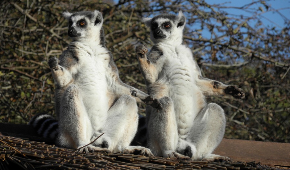 Lémures de cola anillada, de la isla de Madagascar. Foto: Pixabay.