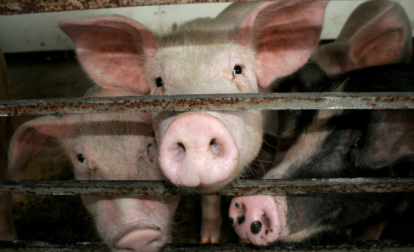 Cerdos confinados en una jaula en Misisipi. Foto: James Hill. 
