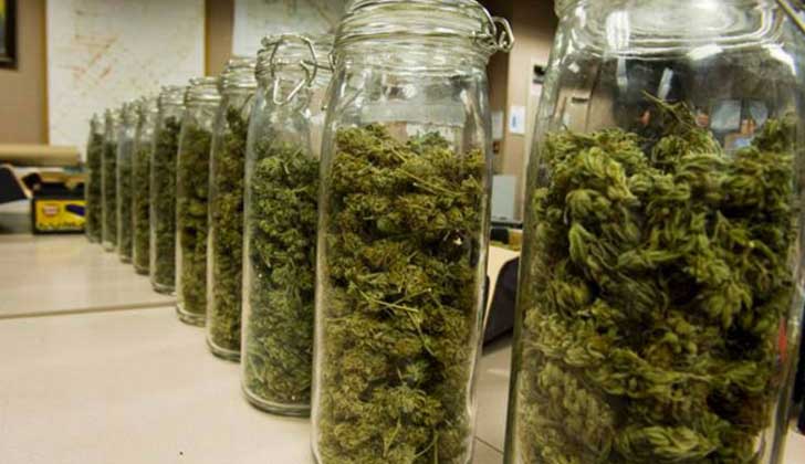 Marihuana para venderse en farmacias está pronta y espera habilitación del MSP.