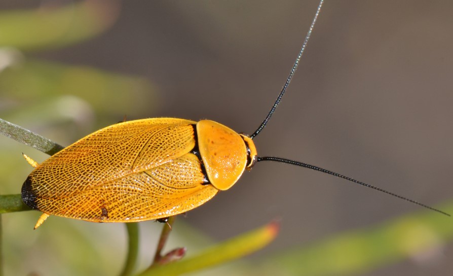 Cucaracha de la variedad Ellipsidion humerale, encontrada en Australia. Foto: Jean Hort.