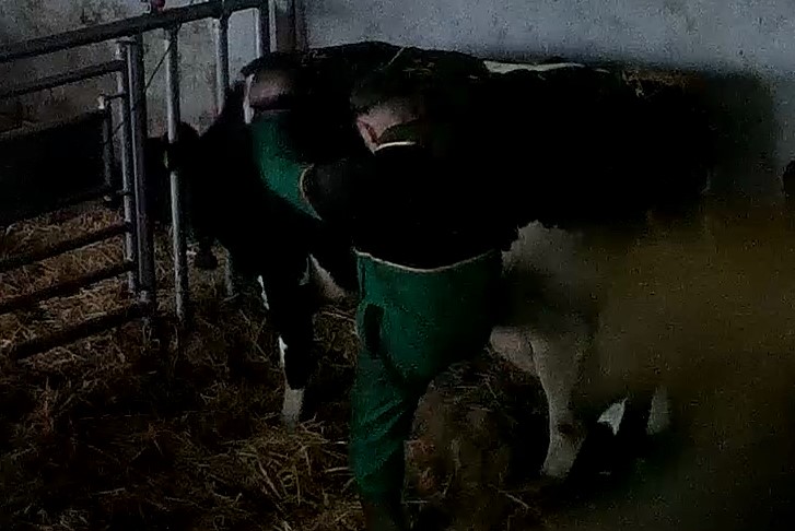 Momento en que el hombre propina patadas a una vaca y su ternero. Foto: Igualdad Animal