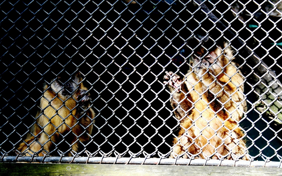 Dos monos enjaulados en el Zoológico Villa Dolores. Foro: Maria Sanez