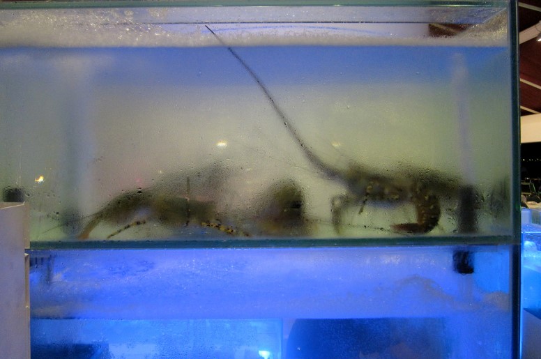Varias langostas en un estanque de agua helada. Foto: Sara Goldsmith
