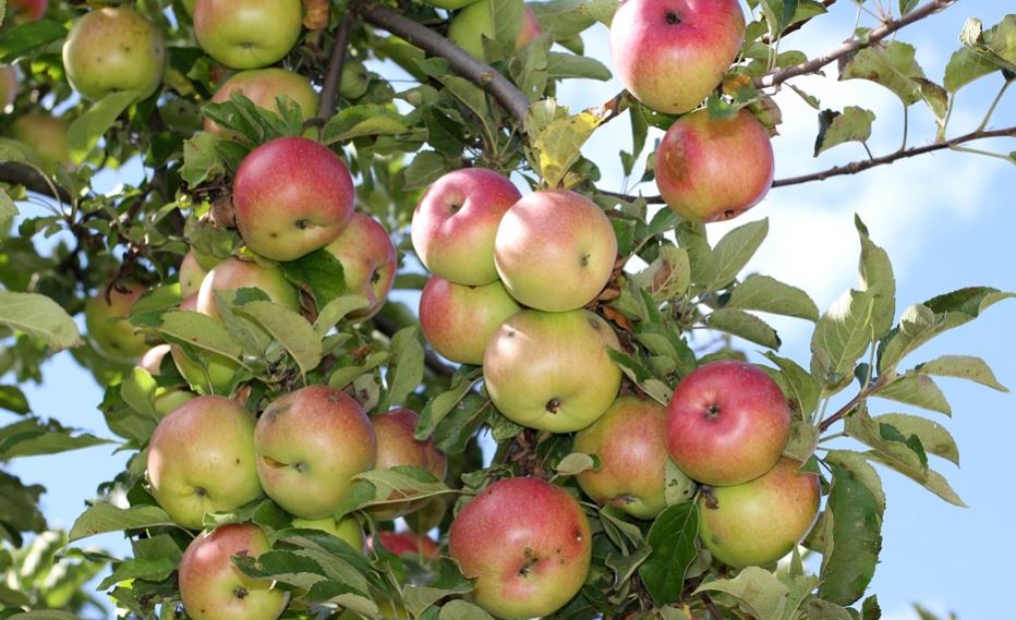 Manzanas de la variedad "pink lady". Foto: Pixabay