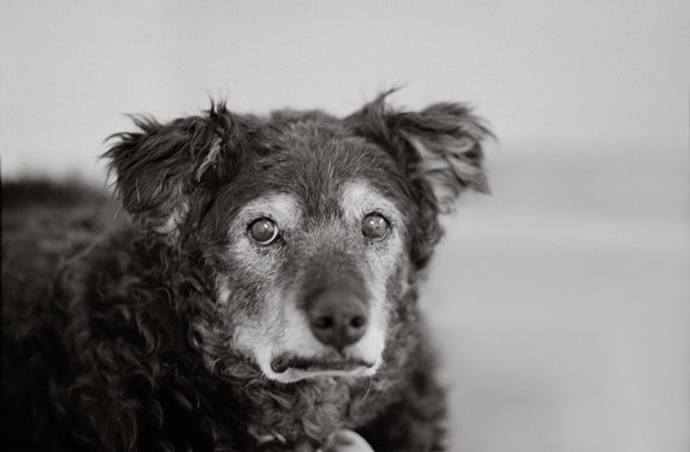 Curley, 14 años, Kanab, Utah, Best Friends Animal Society