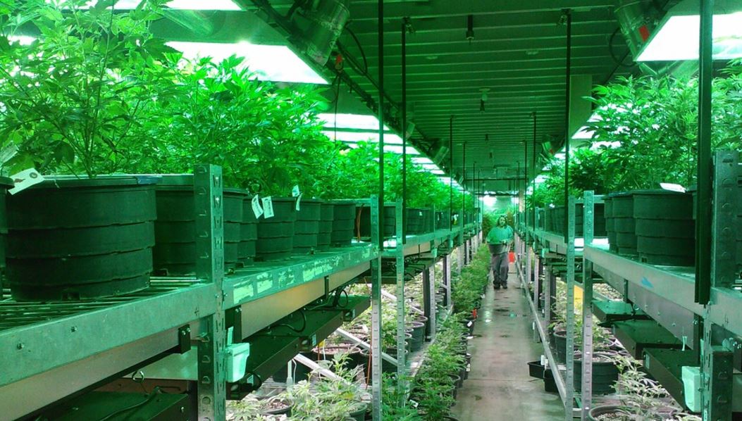 Plantas de cannabis en una plantación en California. Foto: Pixabay