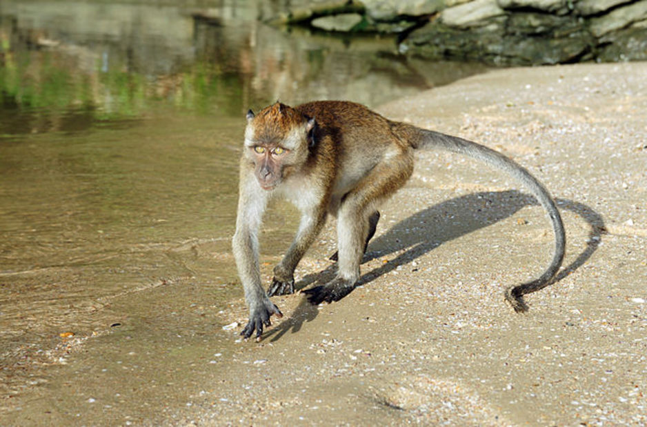 Macaco de cola larga. Foto: Wikimedia Commons 