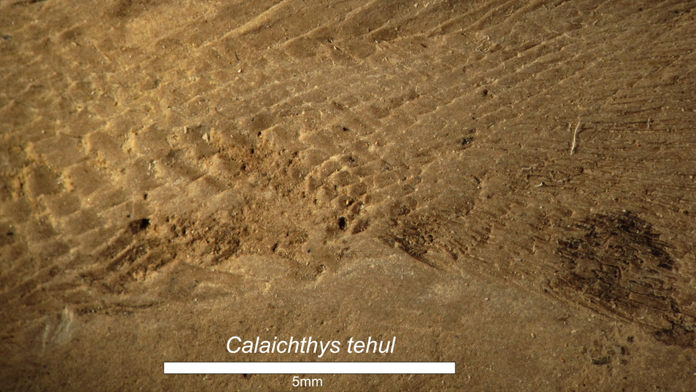 Detalle de las escamas de Calaichthys tehul. Foto: gentileza Soledad Gouiric Cavalli. 