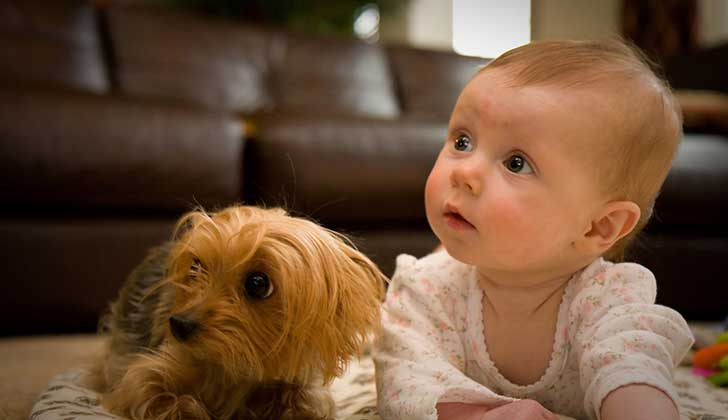 Los perros pueden proteger contra el eczema y el asma infantil. Foto: Wikimmedia