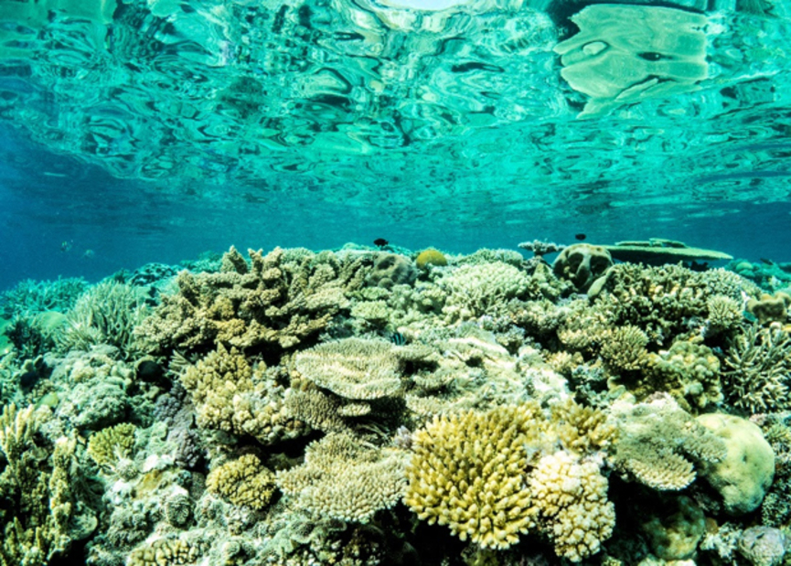 Arrecifes de coral decolorados a causa del calentamiento global. Foto: Peter J Mumby / University of Queensland