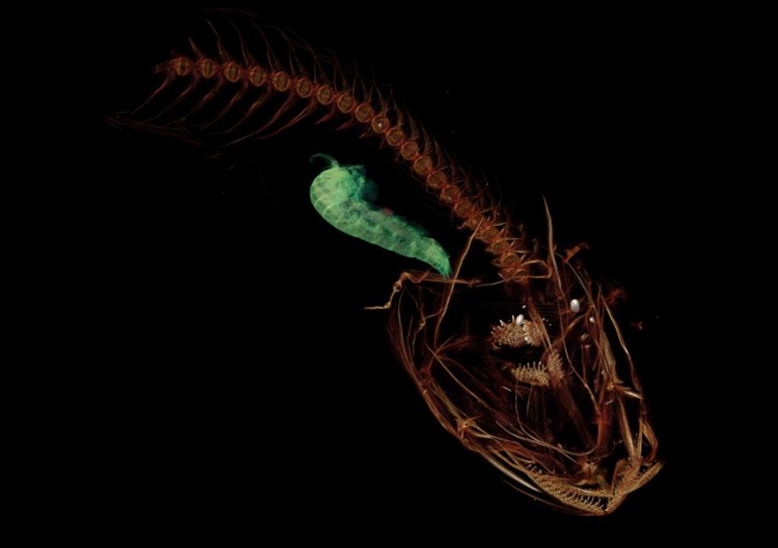 Tomografía computarizada muestra el esqueleto del pez más profundo del océano.