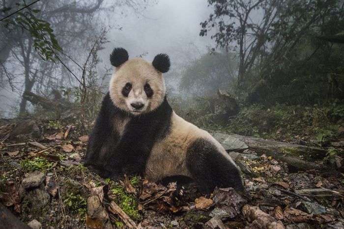 #13 Pandas Salvajes, Ami Vitale (2º En Animales En Su Ambiente)