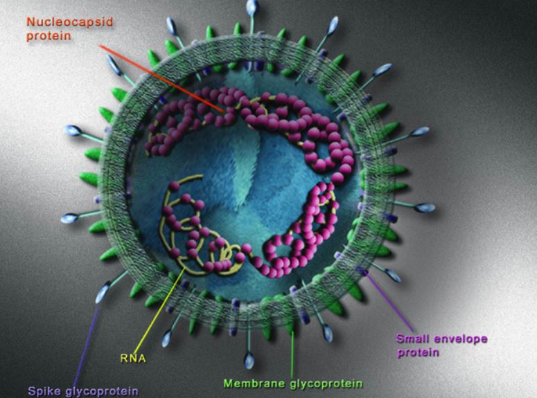 Modelo 3D del virus del SARS
