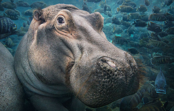 #16 Hipopótamo