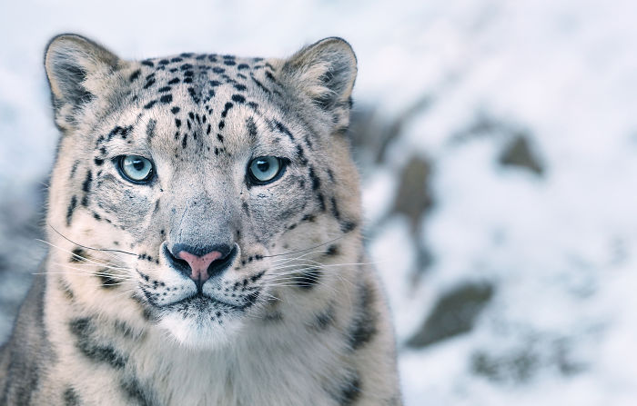 #5 Leopardo de las nieves