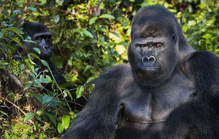 #9 Gorilas occidentales de llanura