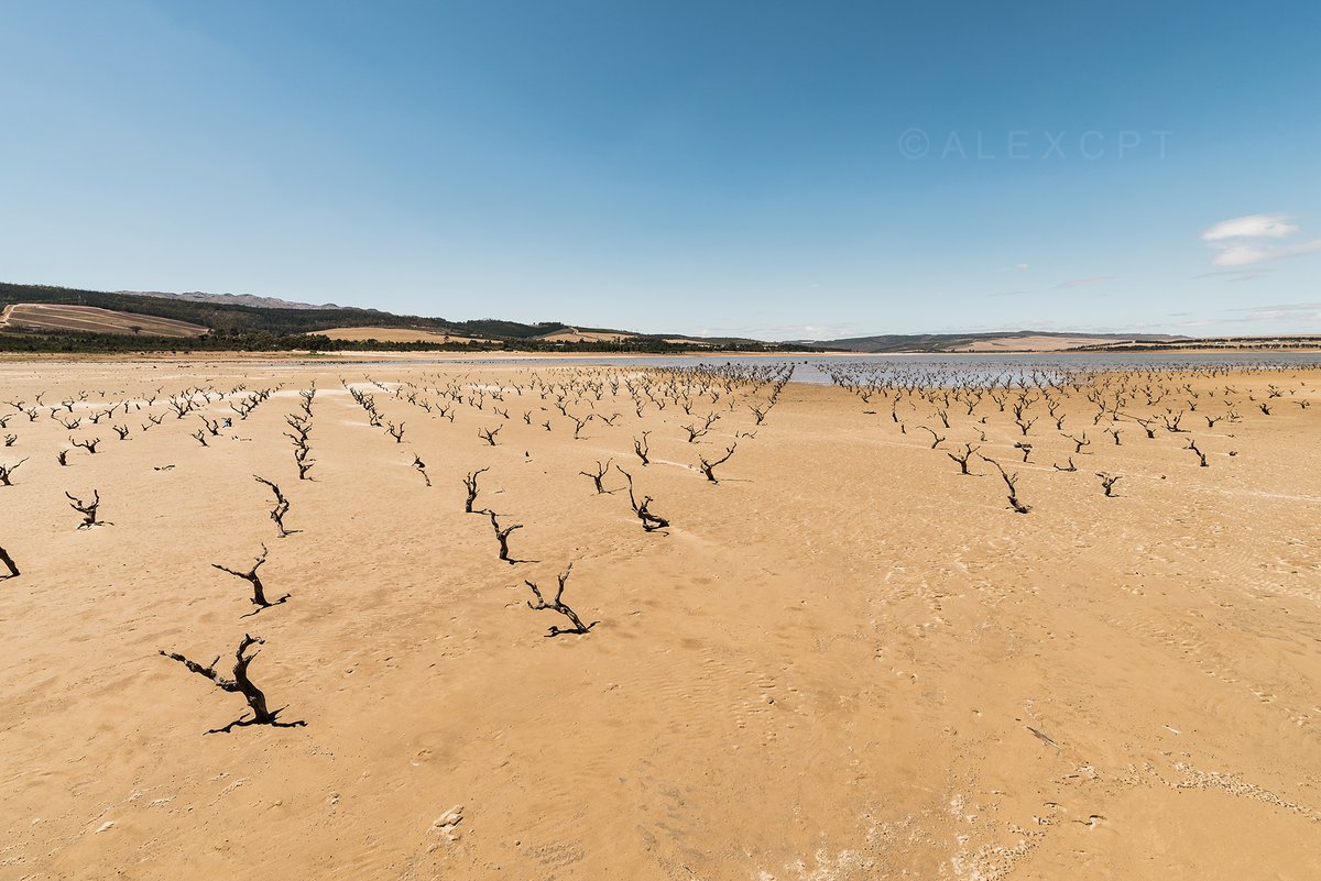 Un viñedo de Ciudad del Cabo que se ha desertificado debido a la sequía. Foto: Twitter Alex de Kock