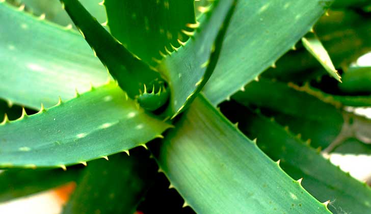 Aloe Vera und seine gesundheitlichen Vorteile. Foto: Pixabay