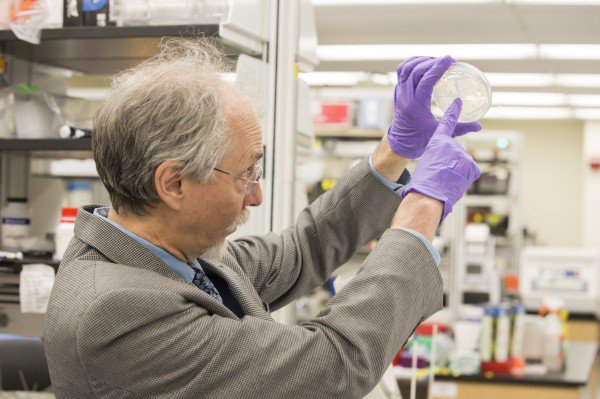 Jef Boeke lidera un proyecto para crear levadura con un genoma artificial. Foto: NUY School of Medicine