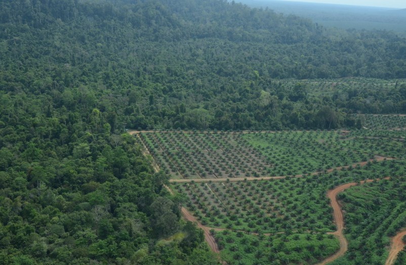 La selva de Borneo es talada para sembrar plantaciones industrializadas. Foto: Dr. Marc Ancrena