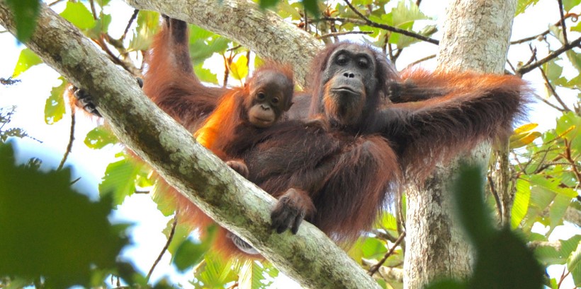 Orangután hembra con su cría en Borneo. Foto: Dr. Marc Ancrena