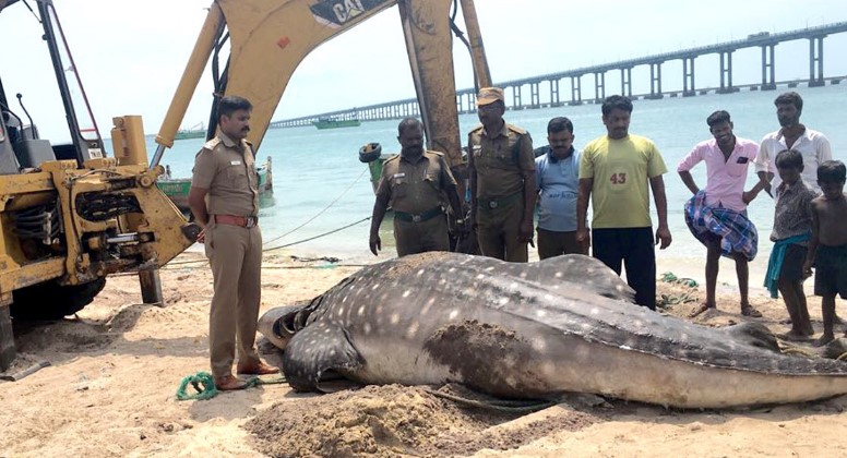 Un tiburón ballena yace muerto en una playa después de morir por una cuchara de plástico atascada en su sistema digestivo. Foto: Twitter @TOIChennai