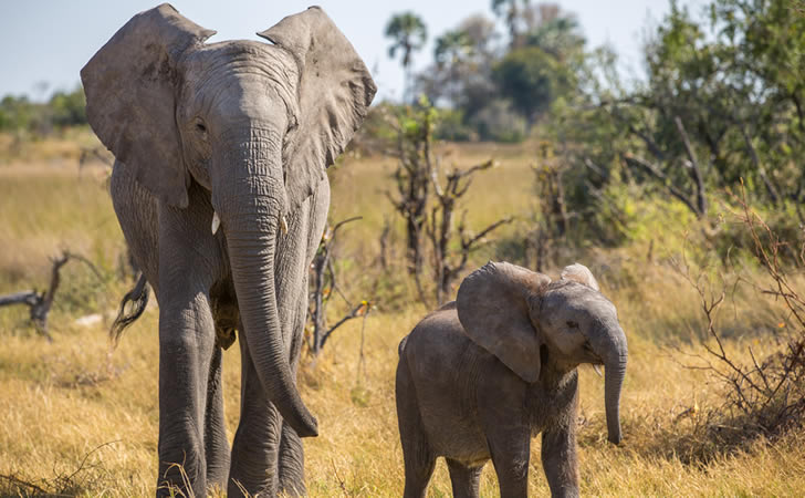 Elefante con su bebé / Foto: DocNY