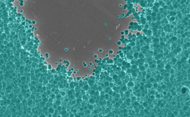 Imagen de microscopio electrónico de enzimas que degradan el plástico de PET Dennis Schroeder / NREL 