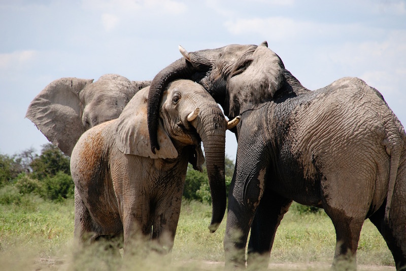 Elefantes africanos jugando con lodo. Foto: Pixabay