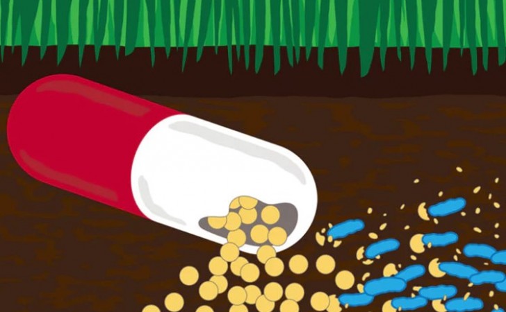 Los antibióticos en desechos agrícolas y farmacéuticos están ayudando a convertir las bacterias en el suelo y el agua en superbacterias resistentes a los medicamentos, y algunos incluso ahora comen antibióticos (Crédito: Michael Worful / Universidad de Washington ) 