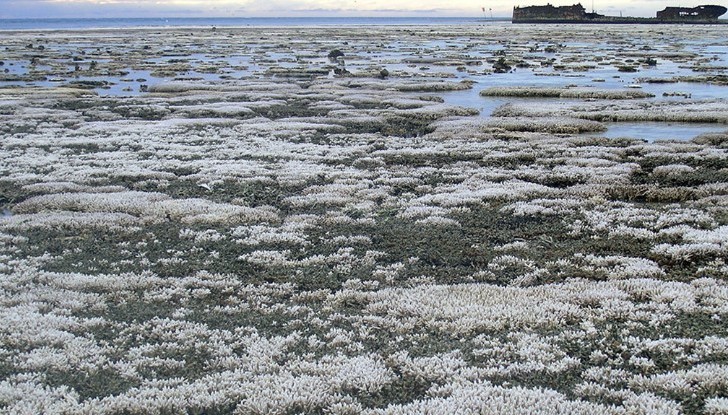 El blanqueamiento de coral como este (en la Gran Barrera de Coral) está matando al arrecife más grande de Japón. Foto: Universidad Estatal de Oregon