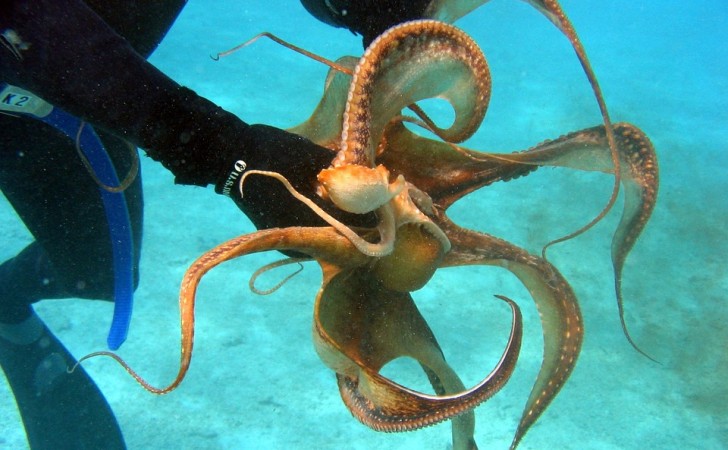 diver-79948_960_720