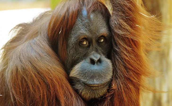 El aceite de palma es la sentencia de muerte para los orangutanes en Asia. Foto: Pixabay