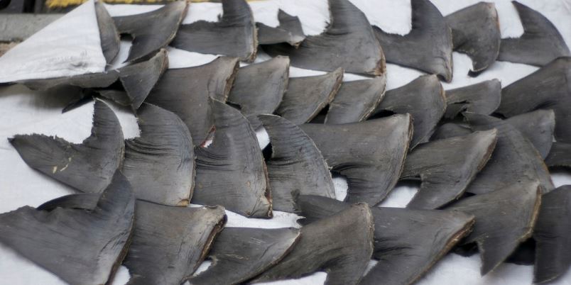 Aletas de tiburón se secan en una vereda de Hong Kong. Foto: Nicholas Wang / Flickr