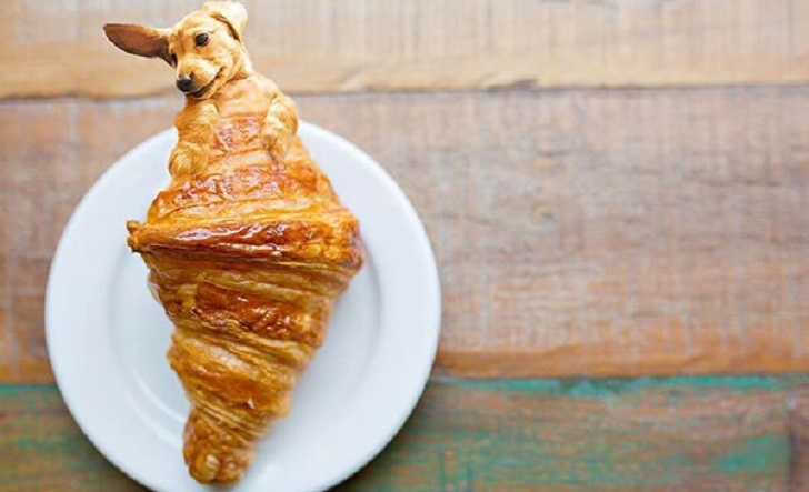 "Dogs In Food", la serie de fotos que combina perros y comida que triunfa en Instagram