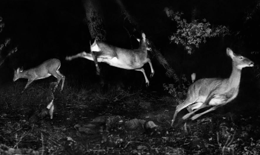 Ciervos de cola blanca se aventuran a tener actividad nocturna. Foto: George Shiras