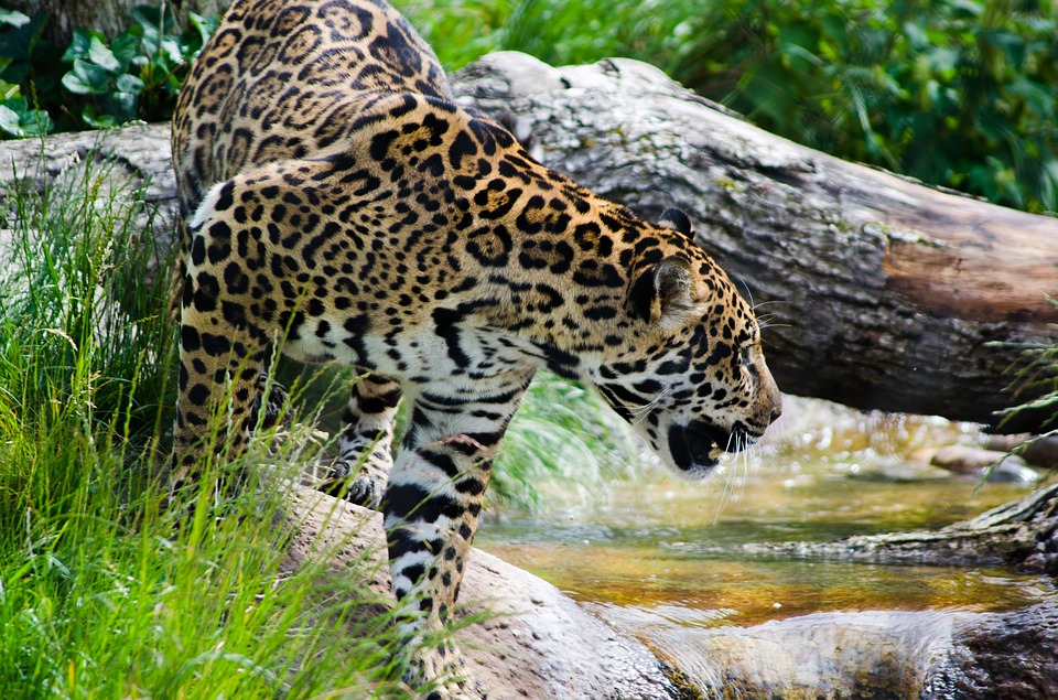 Jaguar, yaguar o yaguareté (Panthera Onca). Foto: Pixabay
