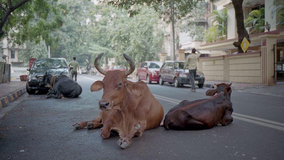 Vacas reposan tranquilamente en una calle de Bandra, Maharashtra, Bombai, India. Foto: David Ramos