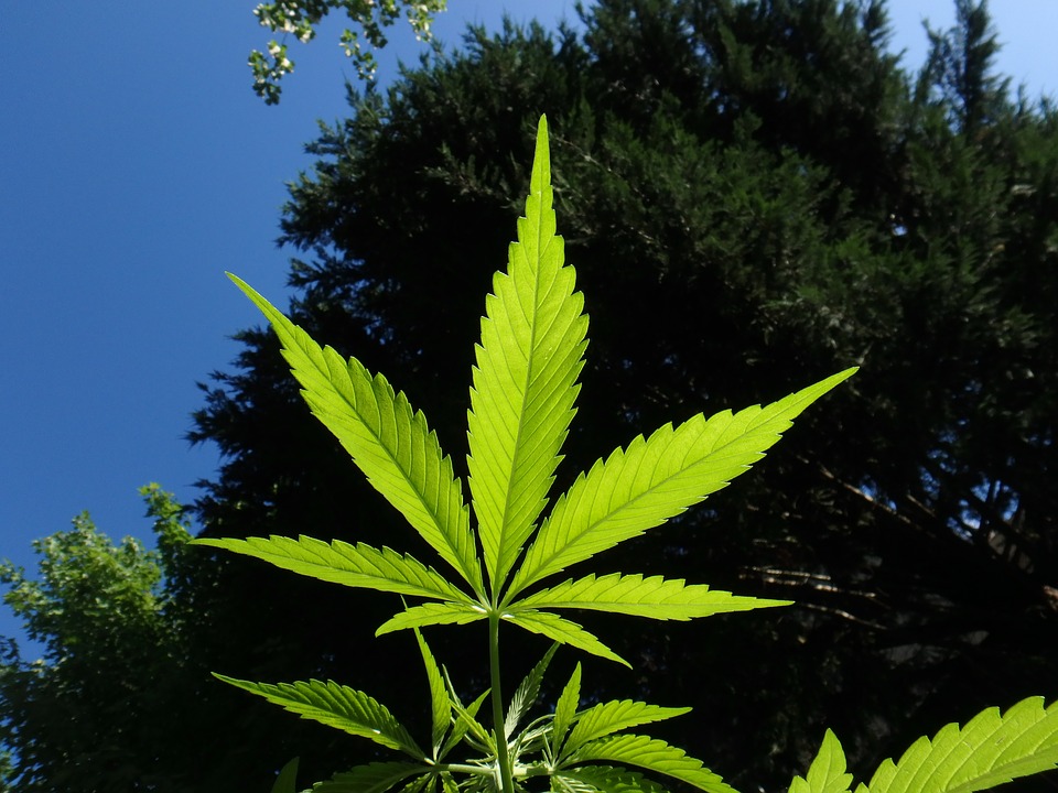 Hoja de cannabis sativa, la conocida planta de marihuana. Foto: MaxPexel