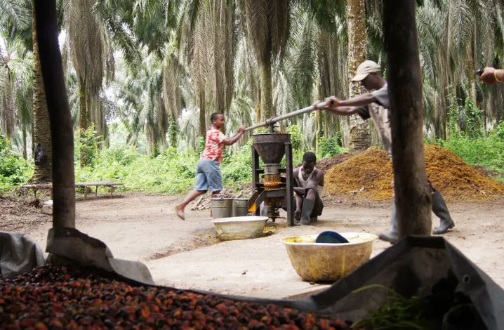 Agricultores producen aceite de palma que luego venderán por precios sumamente bajos a grandes consorcios aceiteros. Foto: Panoramio / Wikimedia Commons 