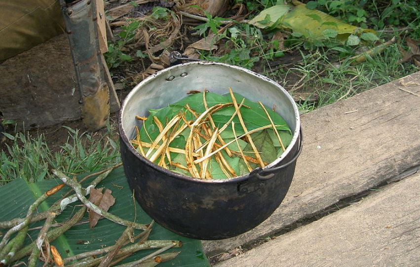 Preparación de la ayahuasca para luego ser hervida. Foto: Wikimedia Commons 