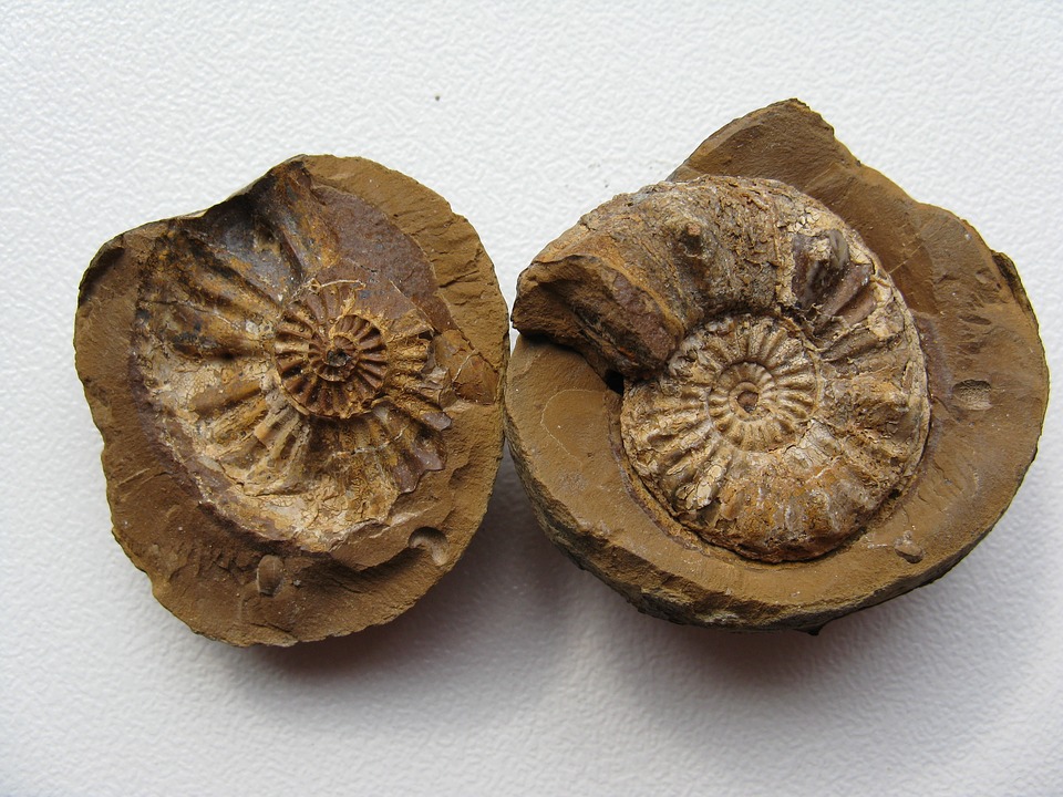 Fósiles de amonitas. Foto: Pixabay