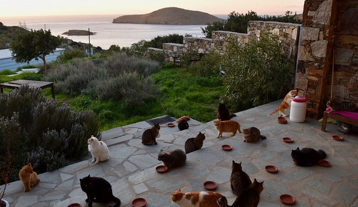 Una isla de Grecia ofrece un trabajo de ensueño (para los amantes de los gatos)