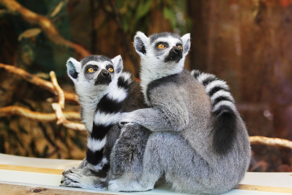 Resultado de imagen para lemur en peligro de extincion
