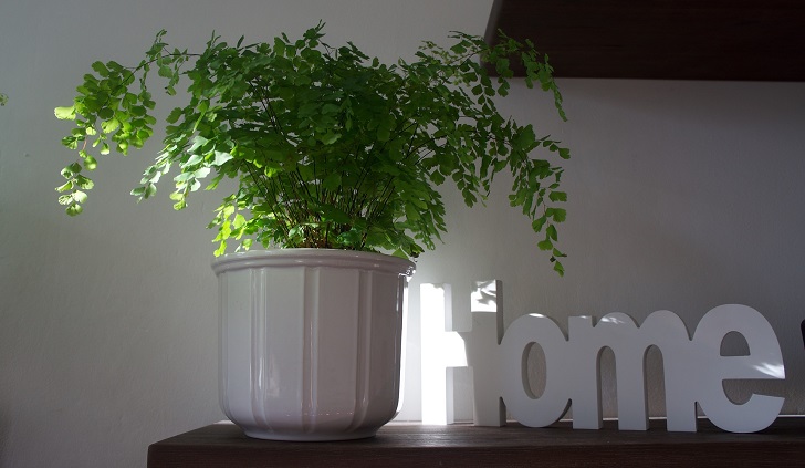 Beneficios de tener plantas en casa para la salud. Foto: Pixabay