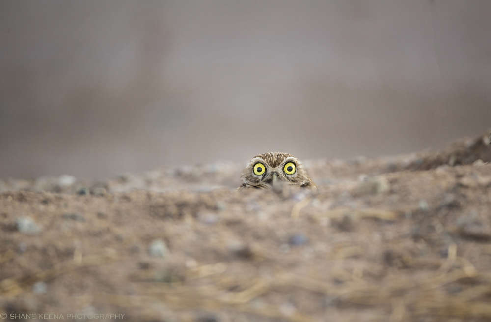 The Comedy Wildlife Photography Awards 2018 Shane Keena Redlands United States Phone: 909-362-7804 Email: smkeena@gmail.com Title: Peek-a-boo! Caption: This burrowing owl always has the same intense and crazy eyed expression no matter how many times I return to photograph it. Description:  Animal: Burrowing Owl Location of shot: Salton Sea, CA