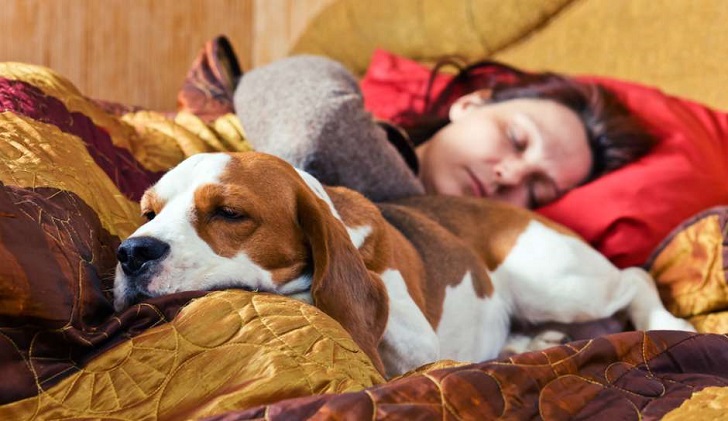 Schlafen mit Ihrem Haustier hat keinen Einfluss auf den Schlaf